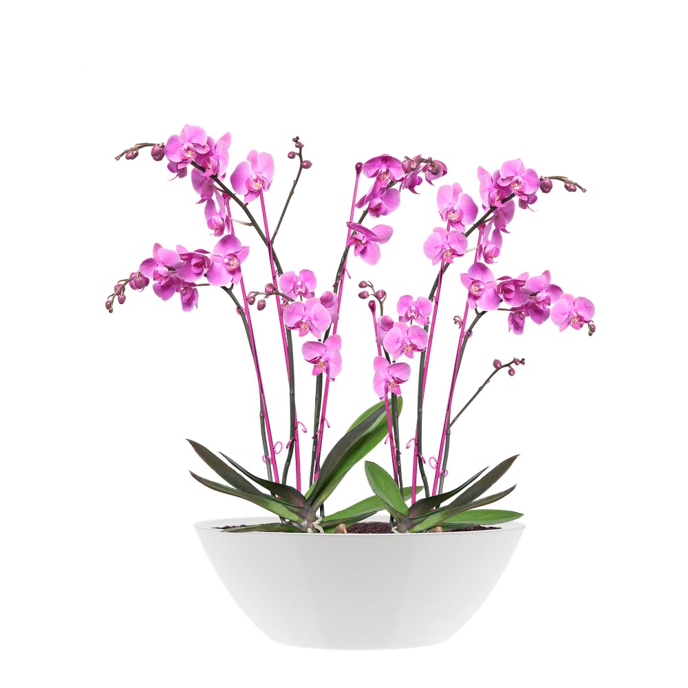 elho-brussels-diamond-ovale-36cm-pot-de-fleur-blanc image 8