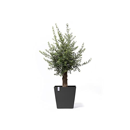 ecopots-rotterdam-grand-pot-sur-roues-50-gris-fonc-50-x-50-x-h-49-2-cm-76-3-l image 8