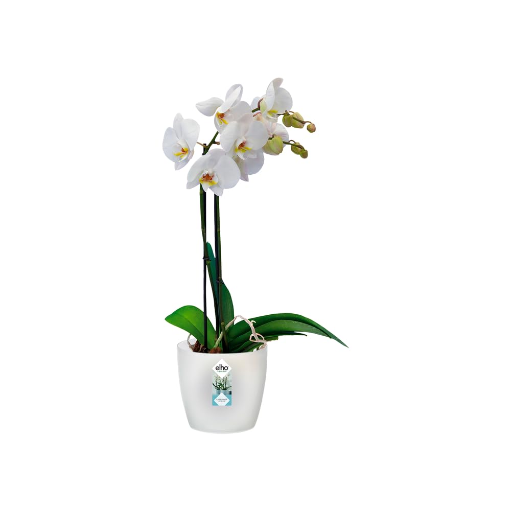 elho-brussels-orchid-e-pot-de-fleur-16cm-16-x-h-14-6-cm-transparent image 3