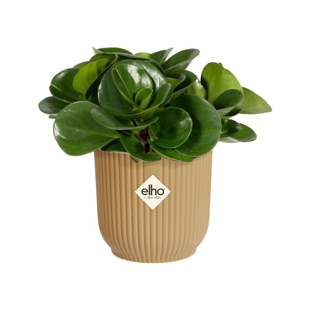 elho-vibes-fold-rond-mini-7cm-pot-jaune-beurre-7-x-h-6-5-cm image 3