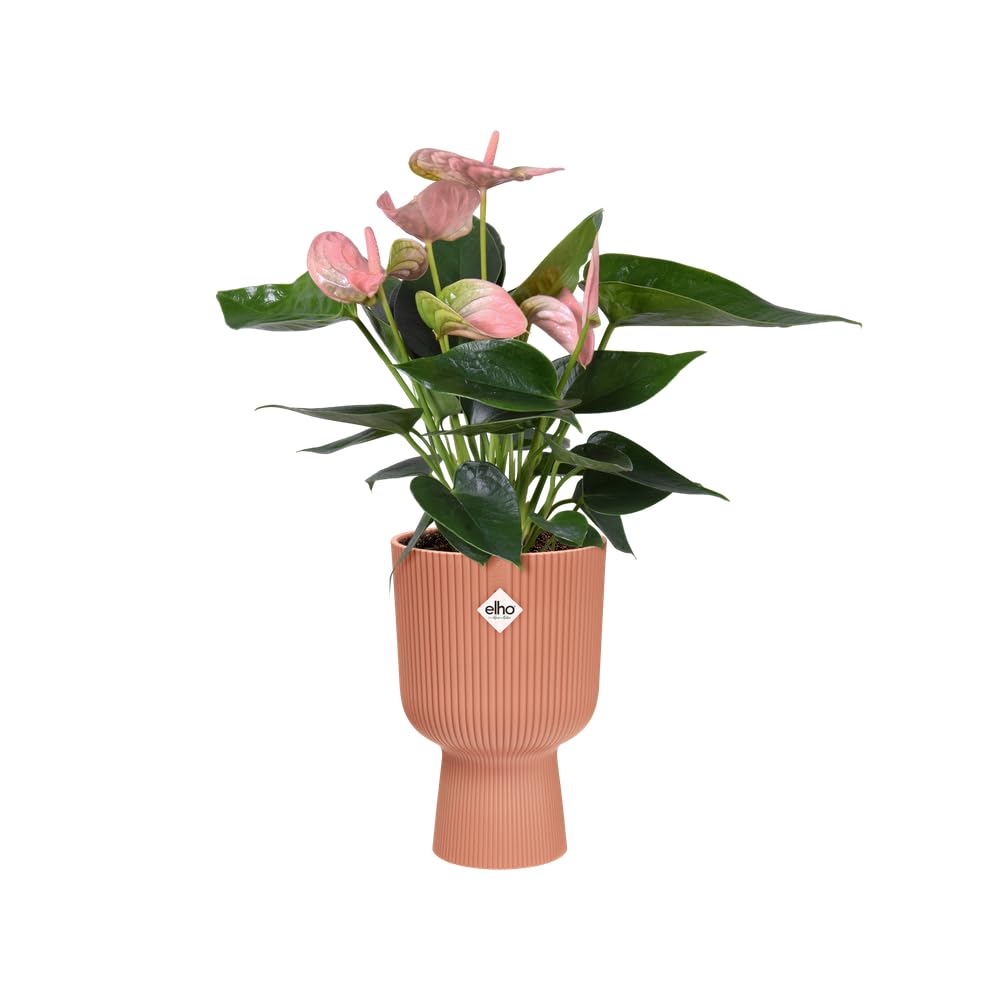 elho-vibes-fold-coupe-14-cm-rose-poudr image 3