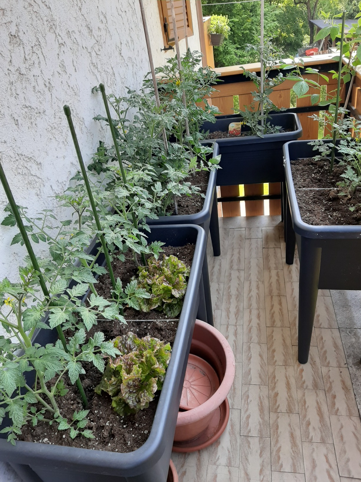 Mon petit potager urbain