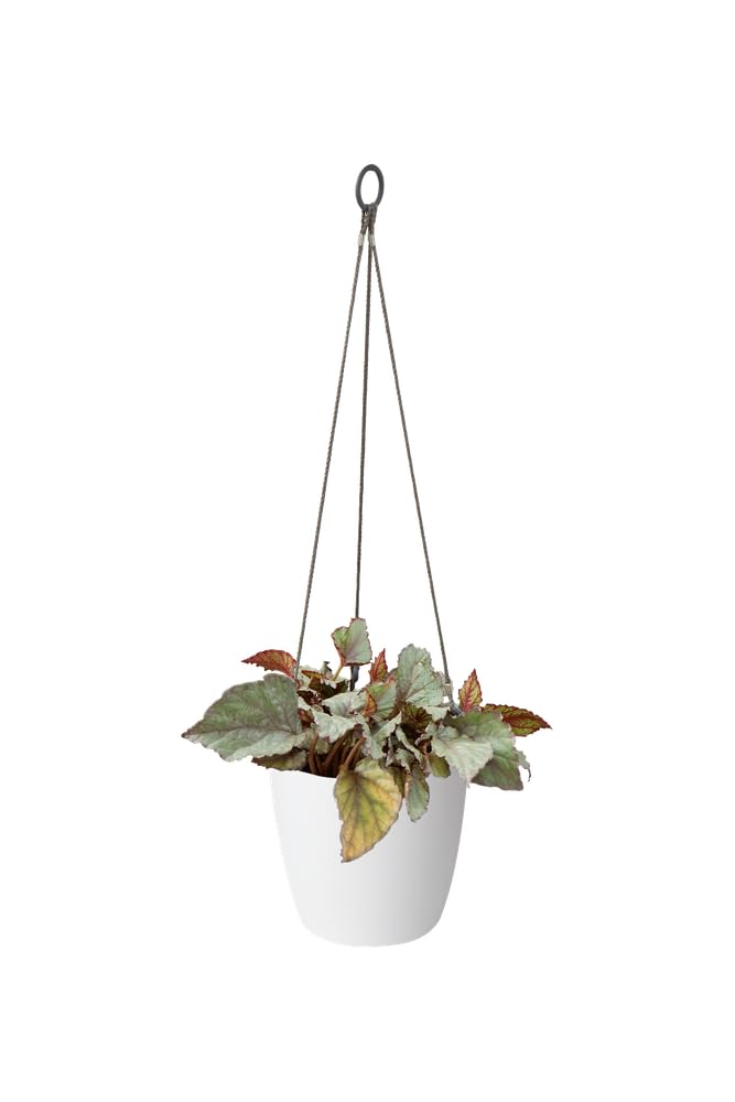 elho-brussels-suspension-18cm-pot-de-fleur-suspendu-blanc image 4