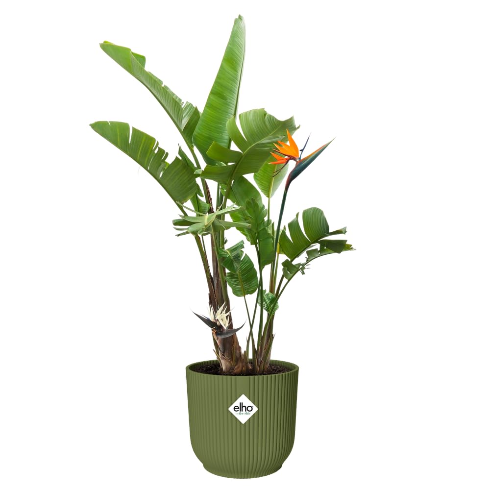 elho-vibes-fold-rond-35-cm-pot-de-fleur-vert-foug-re image 3