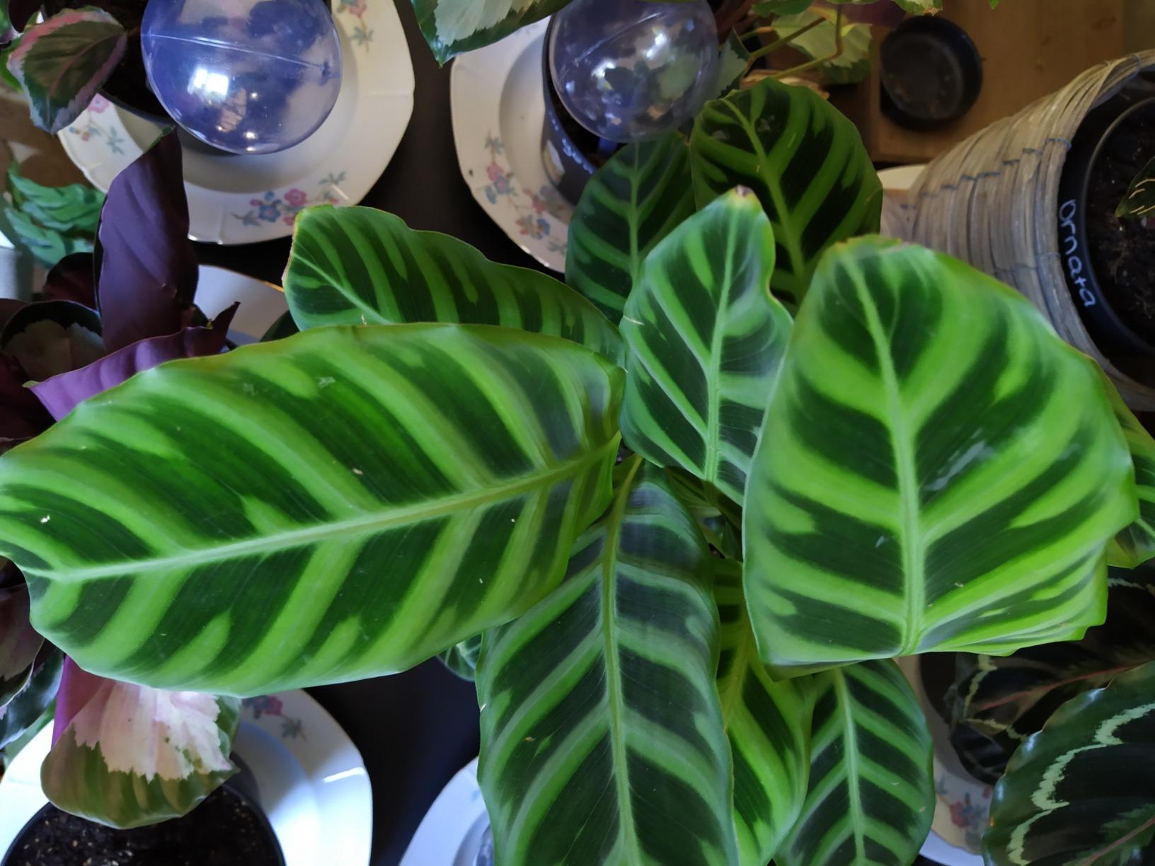 Sauve mes plantes