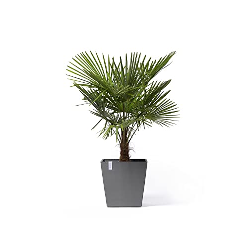 ecopots-rotterdam-grand-pot-sur-roues-50-gris-50-x-50-x-h-49-2-cm-76-3-l image 6