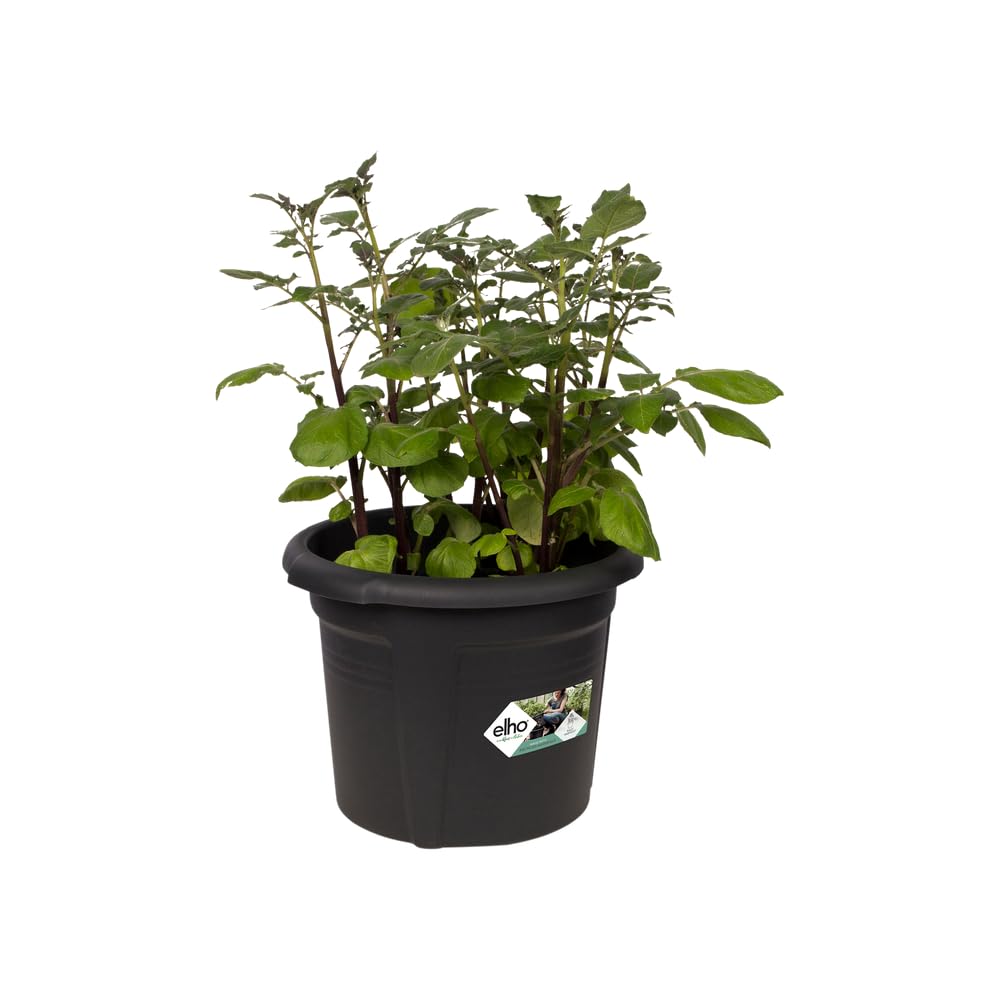 elho-green-basics-pot-de-pommes-de-terre-33cm-living-noir image 3