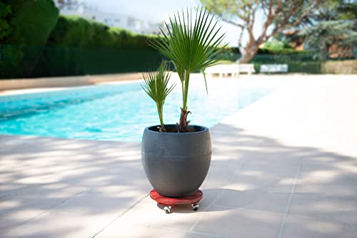 louis-moulin-roule-plante-bois-rond-30-cm-rouge image 6