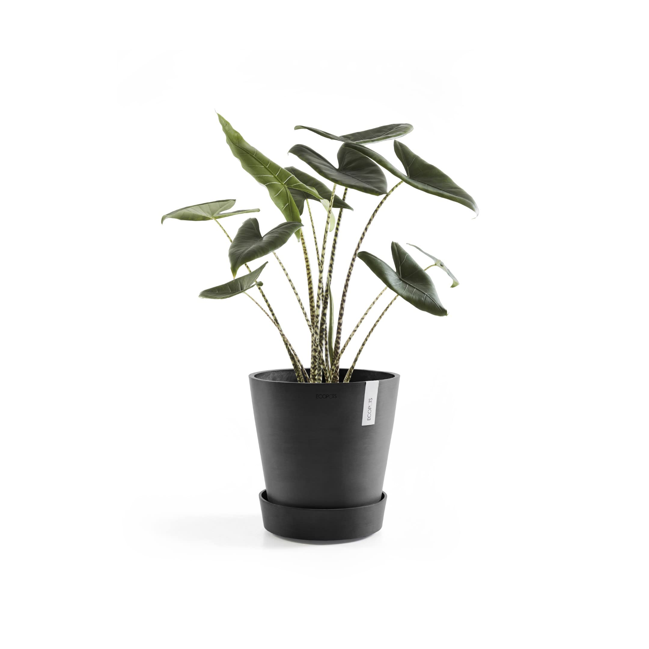 ecopots-wheels-60-support-roulettes-gris-fonc-51-cm image 3